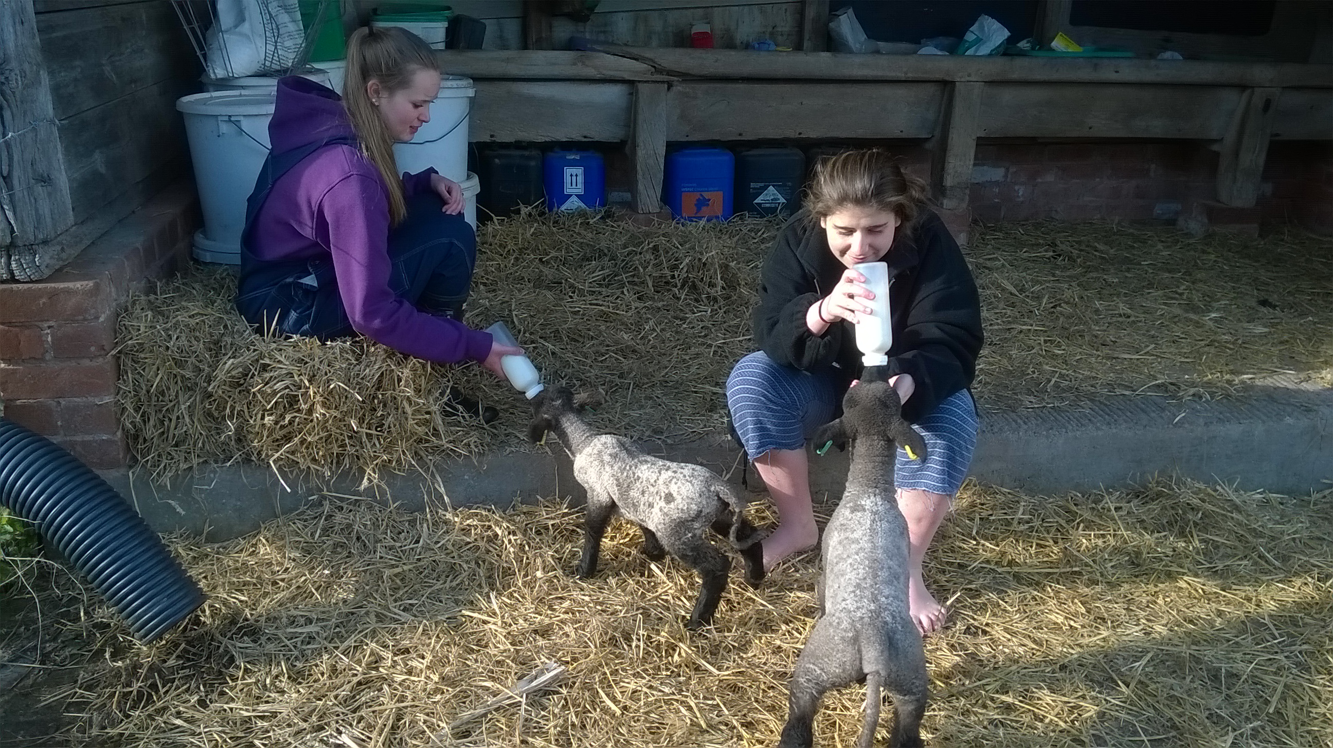 feeding the Hero and Hetty