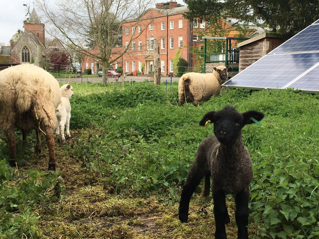 new lambs.jpg