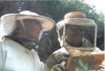 bees.jpg