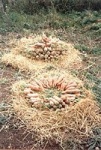 carrots.jpg