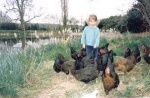 chickens.jpg