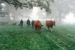 cows.jpg