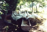 geese.jpg