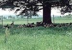 goatsandsheep.jpg