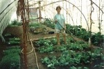 polytunnel.jpg