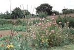 walledgarden2.jpg