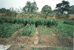 walledgarden3.jpg
