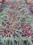 CFC Aug _06021.JPG