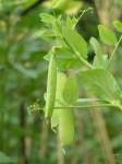 July _06 025.jpg