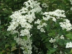 Blossom 2006 007.jpg