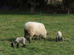 Lambs 2006 003.jpg