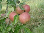 Picture apples 2005 007.jpg