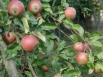 Picture apples 2005 010.jpg