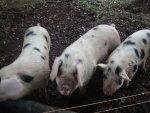3 little piggies.JPG