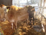 Peggy and her calf.JPG