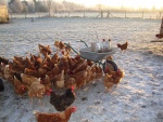 chicks in December 1.JPG