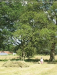 Betty in the fields.JPG