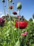 poppies in the walled garden (2).JPG