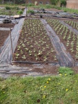 Walled Garden in April.JPG
