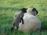 lamb and mum.JPG
