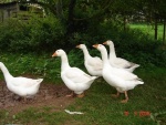 DSC03836.JPG