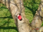 Easter egg Hunt 3.JPG