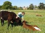 Jenny feeding the cows 2.JPG