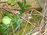 easter egg hunt 4.JPG