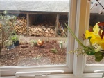 view from a kitchen window.JPG