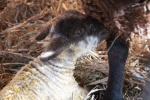 newborn lamb.jpg