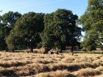 haymaking