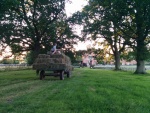 haymaking
