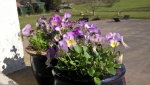 windowbox