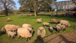 sheep