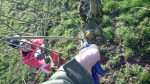 pruning the fruit trees