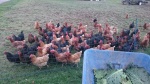 chickens