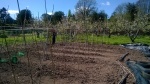 this years peas