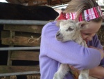 lambing time