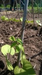 this years beans