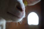 _DSC2065.jpeg