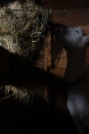 _DSC2098.jpeg